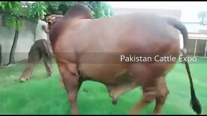 Biggest Bull Qurbani 2016 Lahore - Eid ul adha - Heaviest Bull in the world