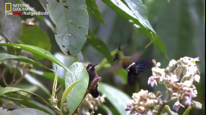 Humming Beautiful Birds (National Geographic)