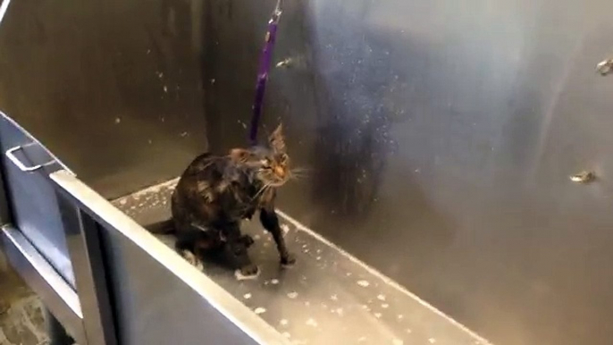 Una Donna Sta Lavando Il Suo Gatto, Ma Lui "dice" Qualcosa Che La Lascia Di Stucco!