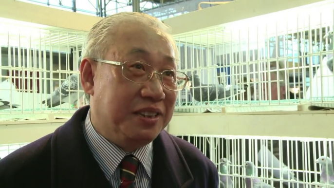 Belgian racing pigeons lure rich Chinese aficionados