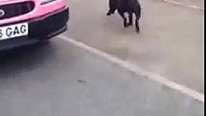 Un Cane Fa La Fila Al Furgone Dei Gelati: Il Modo In Cui Attende Il Suo Turno è Adorabile