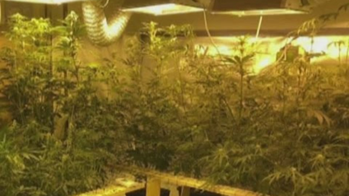 Varcaturo (NA) - Piantagione di marijuana in una villetta, arrestati due ragazzi (20.05.16)