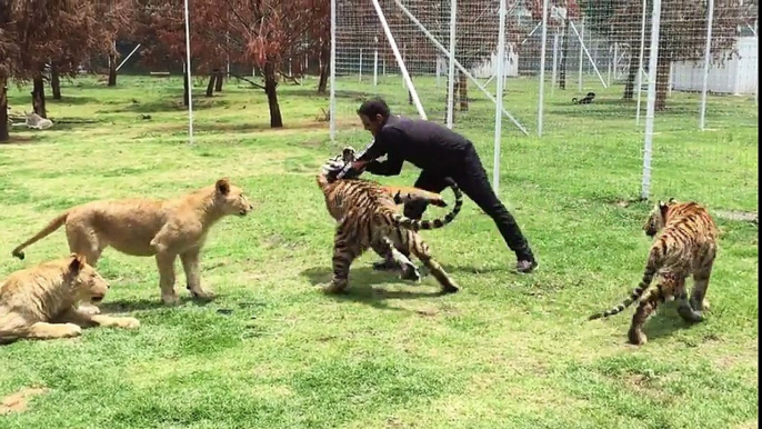 This Man Has A Scary Encounter While Playing With These Wild Tigers