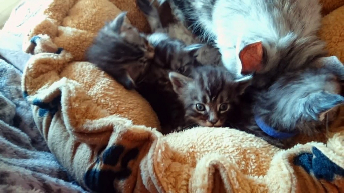 Chatons Maine Coons 25 jours