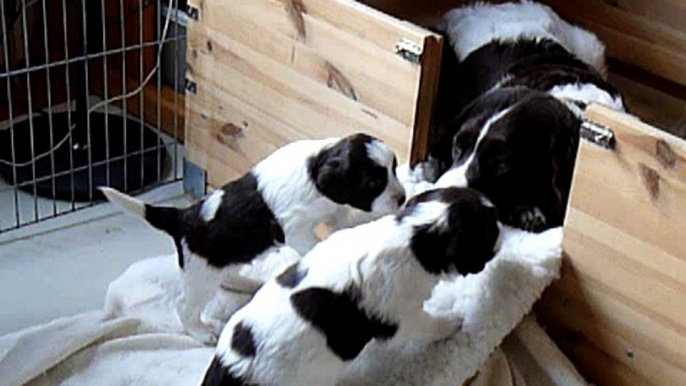 2009-04-24 dag 28 Pups Sanne gaan via opstapje de werpkist in