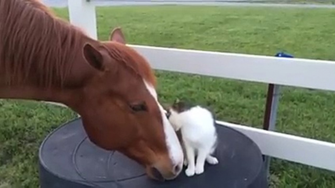 Amitié improbable entre un chat et un cheval.. Gros calins