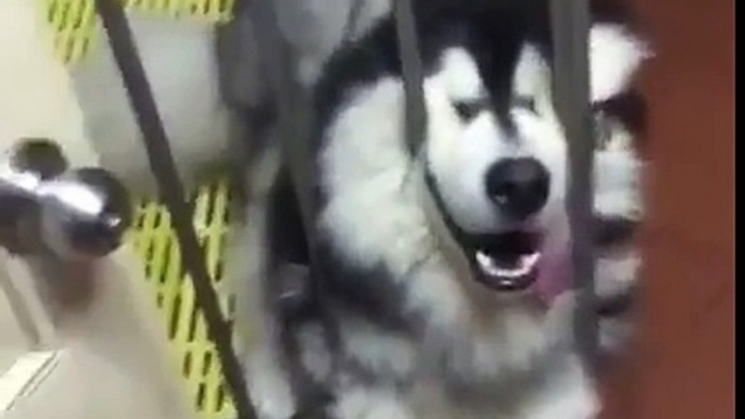 Ce husky dort la tête coincée entre les barreaux... Trop drôle