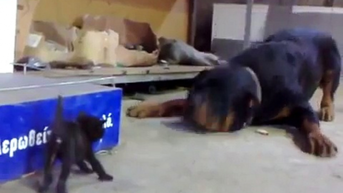 Brave Kitten Stands Up to Dog