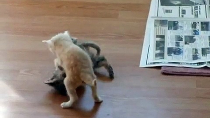 Kitten Surprise! (How to Break Up a Cat Fight!) THE ORIGINAL!