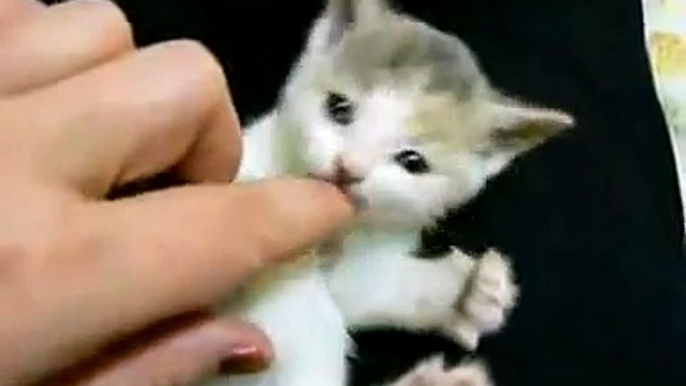 Small Cute Kitten