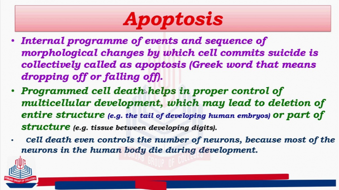 Apoptosis&Mechanism