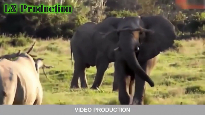 Biggest wild animal fights   CRAZIEST Animals Attack Caught   Crazy animal attack, animal fight 3