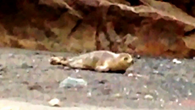 Baby Seal Returns To Ocean