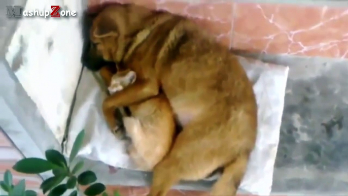 Funny Cats And Dogs Sleeping Together - A Cute Animals Videos Compilation 2015