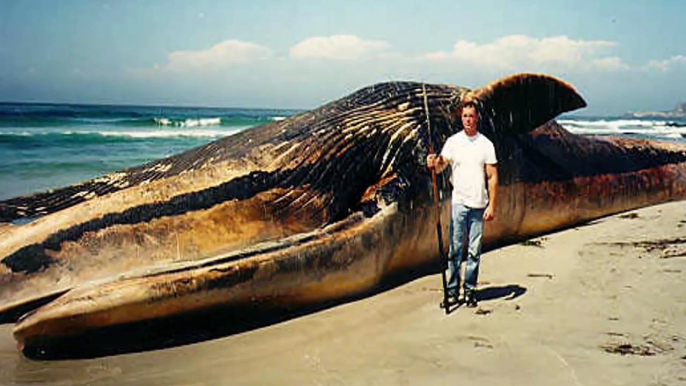 World's 10 Biggest Animals of All Time NEW 20141