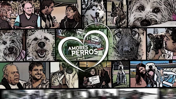 Amores Perros y Otros Amores - Desafio de la pipeta