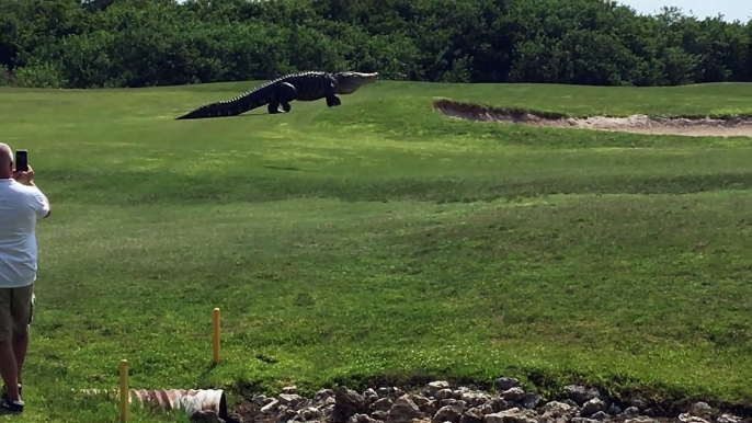 Massive alligator stuns golfers as it charges across golf course in Florida