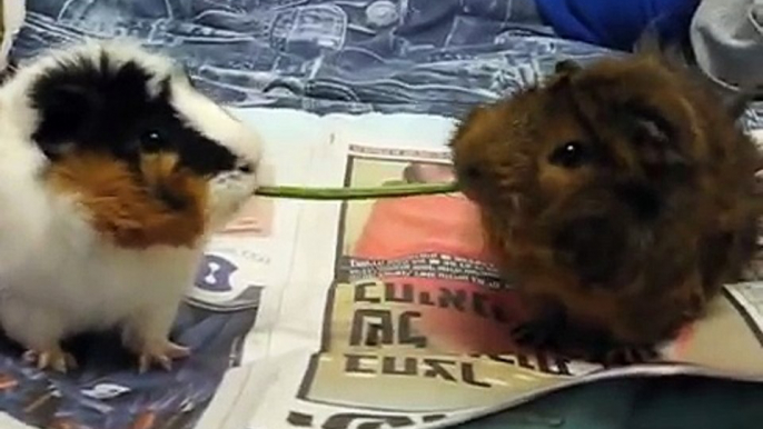 Cute guinea pigs have romantic dinner