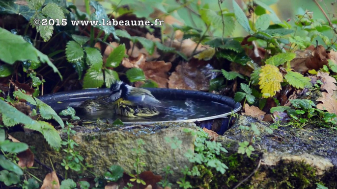 28-11-2015 Mésange bleue & mésange charbonnière.