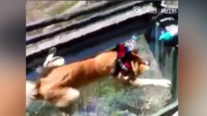 Petrified dog with 'fear of heights' dragged across glass platform by cruel owner - Mirror Online