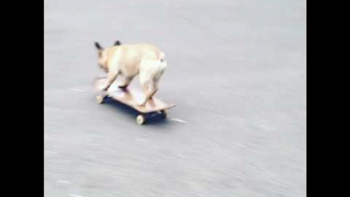 Eric the Skateboarding French Bulldog Shows Off His Skills