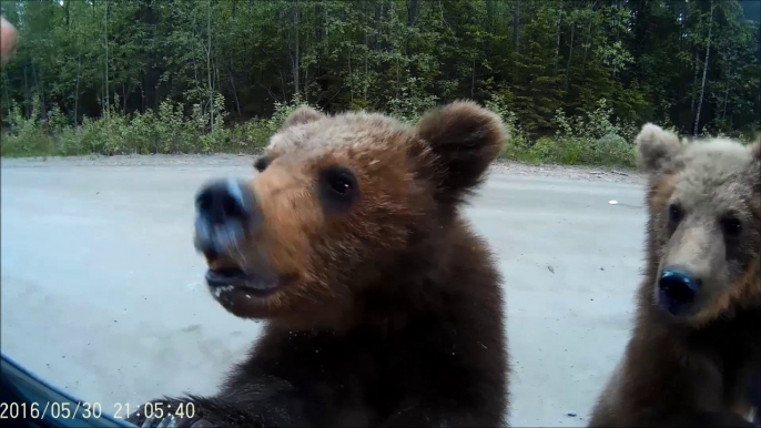 Family Feeds Bear Cubs