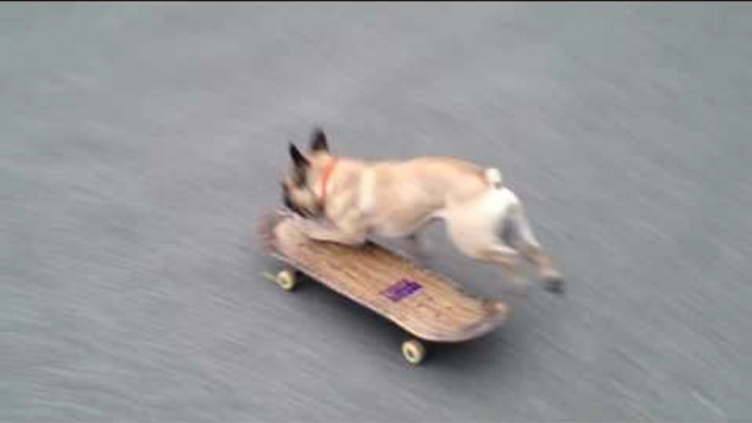 Skateboarding French Bulldog Rocks Out on Board