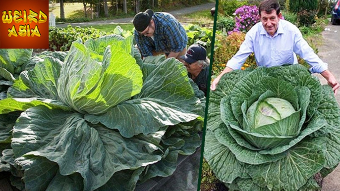 140 Pounds Vegetables In Alaska | Weird Asia
