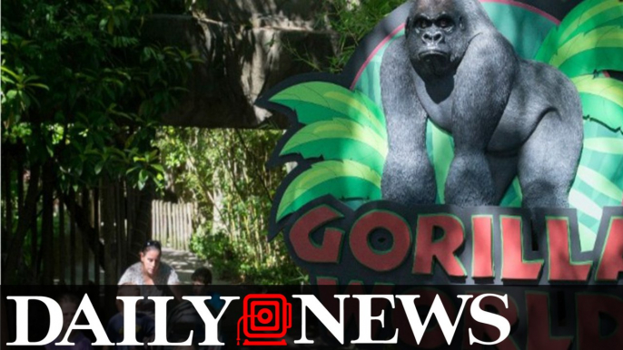 Cincinnati Zoo Reopens Gorilla Exhibit With New Barrier