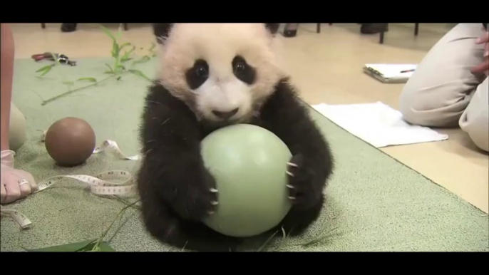 Ce bébé Panda ne lache pas son jouet... Trop mignon