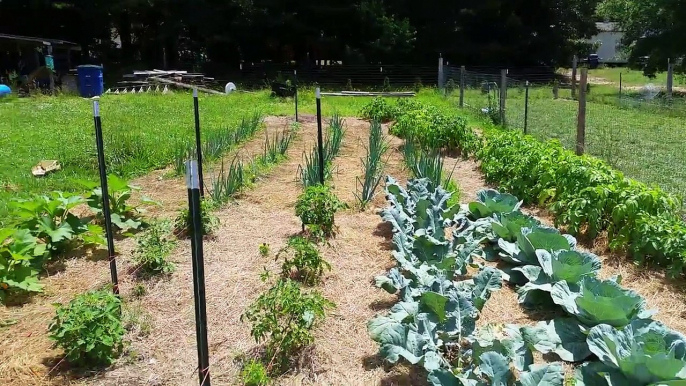 No till method card board and straw..broccoli abd cabbage harvest