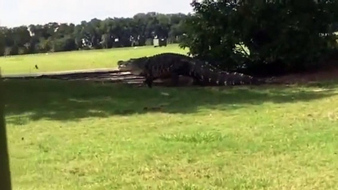 L'alligator géant aperçu une nouvelle fois sur un terrain de golf !