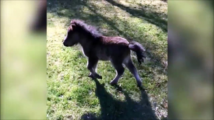 Ce gamin est poursuivi par un mini cheval... Trop mignon