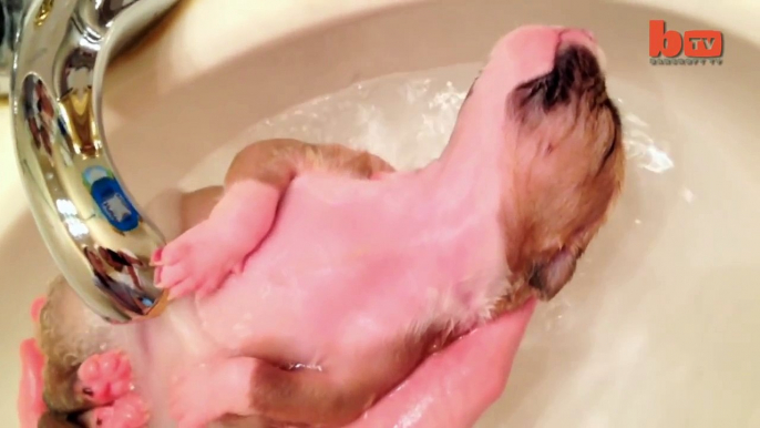 Cute Puppy Shower: Rescued Pup Enjoys Bath Time