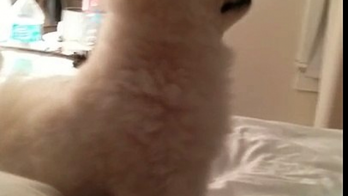 Epic Pomeranian Puppy sneeze (Original)