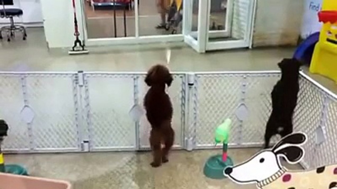 Excited puppy spots its owner