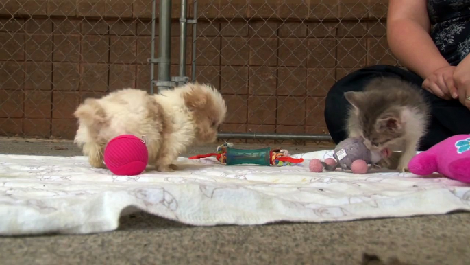 Cutest Rescue Puppy and Kitten Are Best Friends