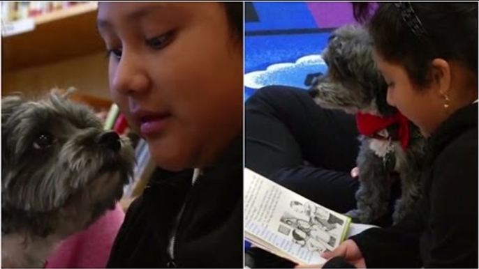 How therapy dogs are helping immigrant kids to read better