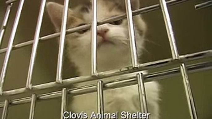 Clovis Animal Shelter pet of the week 10-14 September 2007