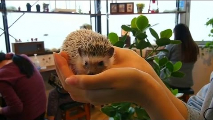 Japan cafe brings customers closer to prickly hedgehogs