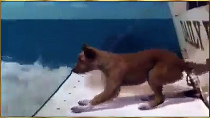 Amazing video between dog and fish