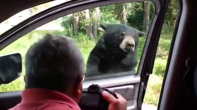 Bear Opens Door to Car