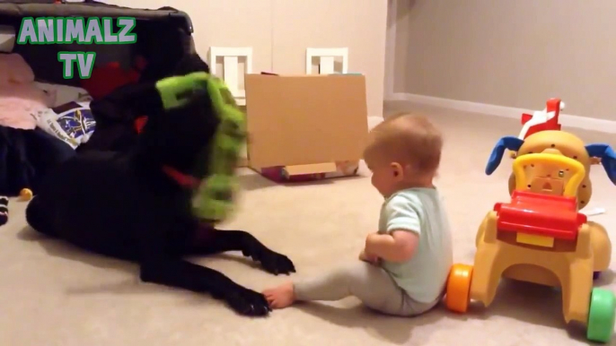 Cute Babies Playing With Labrador Dogs - Dogs Love Babies Compilation [HD VIDEO]