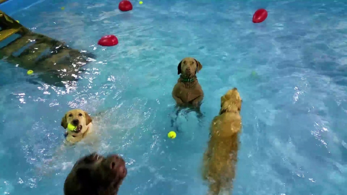 Immobile au milieu de la piscine ce chien ne sait pas nager LOL