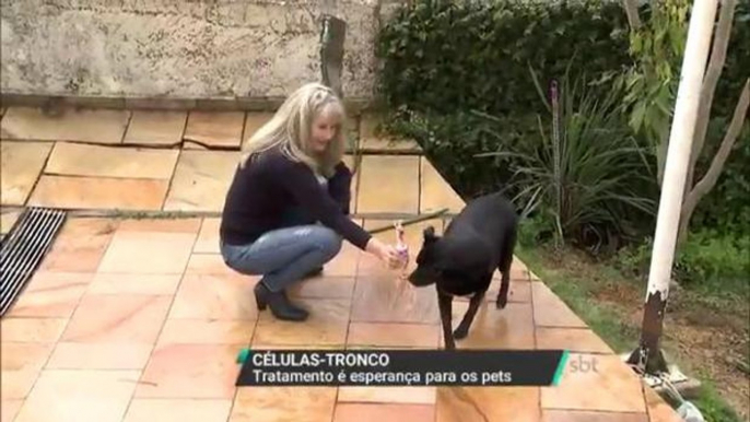 Tratamento com células-tronco pode ajudar na cura de animais