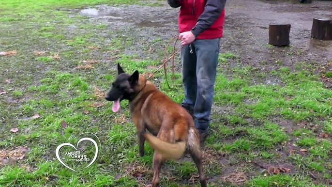 Amores Perros y Otros Amores - Tierra de Lobos y los perros de guardia.