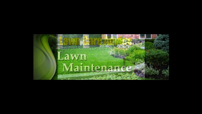 Lawn Care and Maintenance Tips By Professional Expert An Eye for Detail