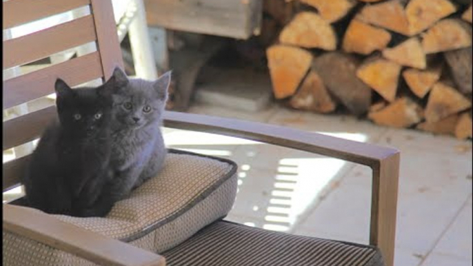 Tiny Dog Delighted With Kitten Playmates