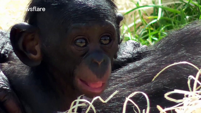 Adorable baby bonobo cuddles up to its mum