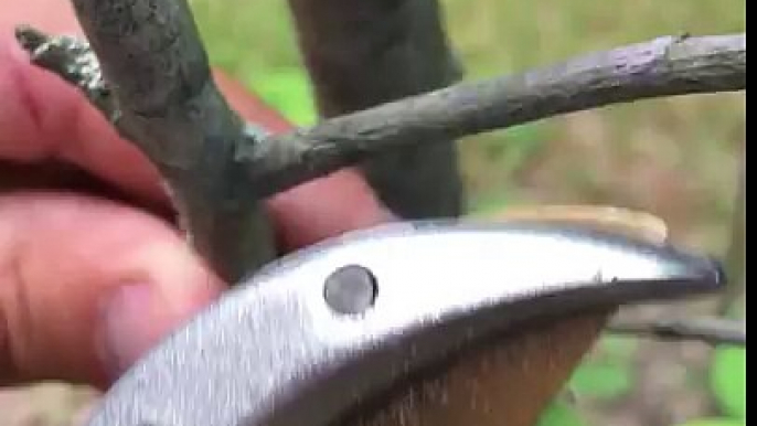 Haus & Garten Titanium Classic Pruning Shears Review